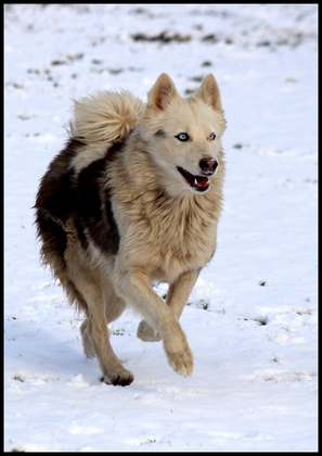 laika-de-yakoutie