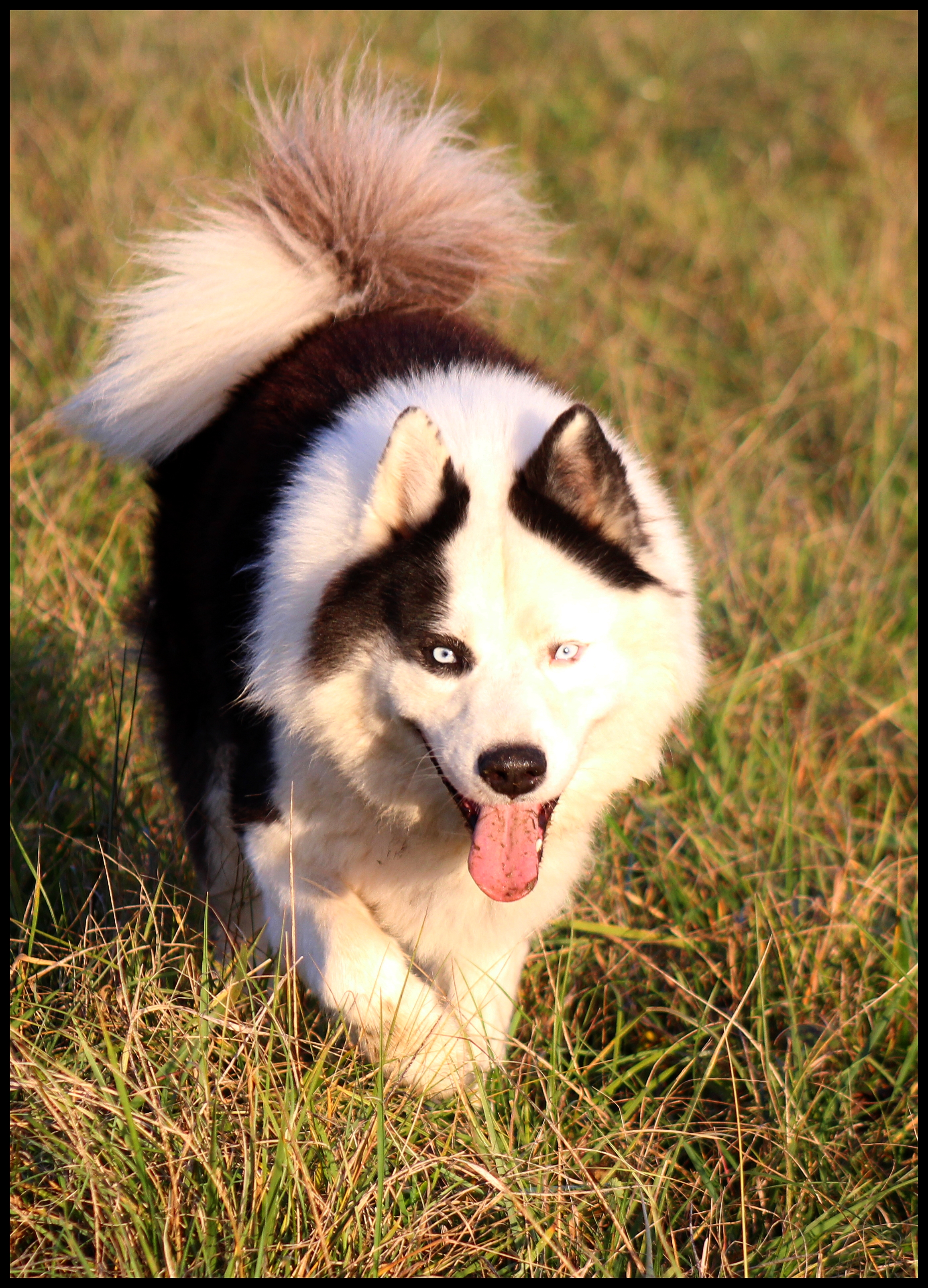 laika-de-yakoutie