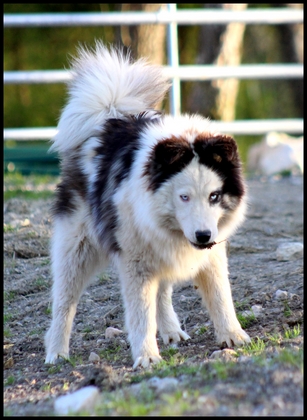 laika-de-yakoutie